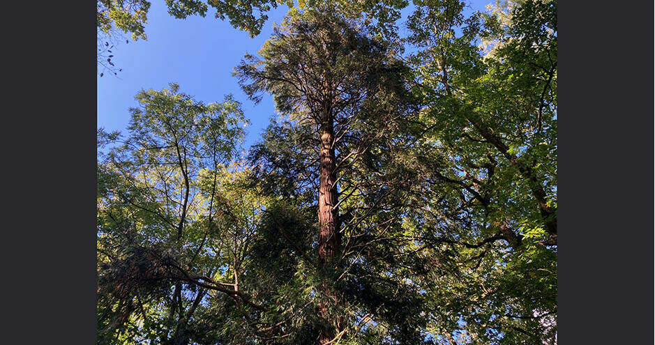 © HEC Paris - Arbre remarquable - Calocèdre